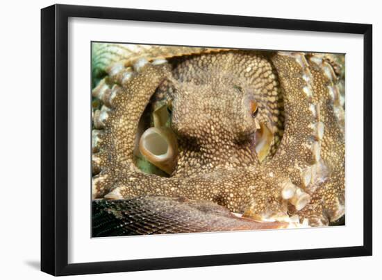 A Coconut Octopus, Lembeh Strait, Sulawesi, Indonesia-null-Framed Photographic Print