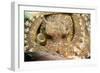 A Coconut Octopus, Lembeh Strait, Sulawesi, Indonesia-null-Framed Photographic Print