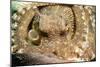 A Coconut Octopus, Lembeh Strait, Sulawesi, Indonesia-null-Mounted Photographic Print