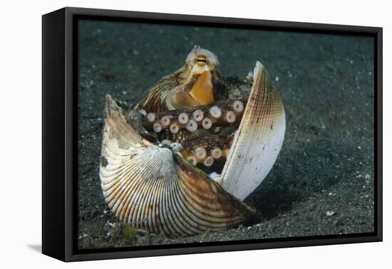 A Coconut Octopus, Lembeh Strait, Sulawesi, Indonesia-null-Framed Stretched Canvas