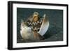 A Coconut Octopus, Lembeh Strait, Sulawesi, Indonesia-null-Framed Premium Photographic Print