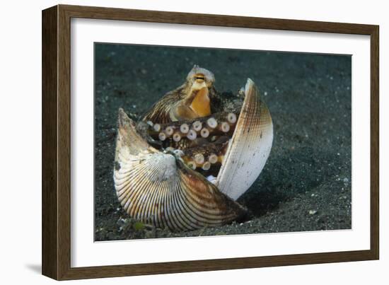 A Coconut Octopus, Lembeh Strait, Sulawesi, Indonesia-null-Framed Photographic Print