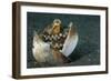 A Coconut Octopus, Lembeh Strait, Sulawesi, Indonesia-null-Framed Photographic Print