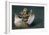 A Coconut Octopus, Lembeh Strait, Sulawesi, Indonesia-null-Framed Photographic Print