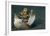 A Coconut Octopus, Lembeh Strait, Sulawesi, Indonesia-null-Framed Photographic Print