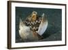 A Coconut Octopus, Lembeh Strait, Sulawesi, Indonesia-null-Framed Photographic Print