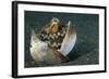 A Coconut Octopus, Lembeh Strait, Sulawesi, Indonesia-null-Framed Photographic Print