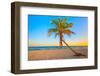 A Coconut Tree on a Deserted Tropical Beach at Sunset-Kamira-Framed Photographic Print