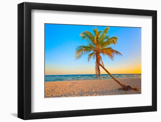 A Coconut Tree on a Deserted Tropical Beach at Sunset-Kamira-Framed Photographic Print