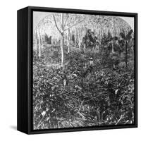 A Coffee Plantation, Jamaica, C1900s-CH Graves-Framed Stretched Canvas