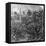 A Coffee Plantation, Jamaica, C1900s-CH Graves-Framed Stretched Canvas