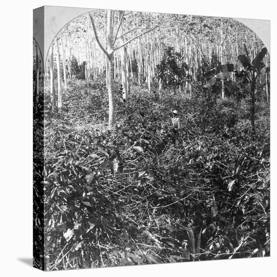 A Coffee Plantation, Jamaica, C1900s-CH Graves-Stretched Canvas