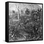 A Coffee Plantation, Jamaica, C1900s-CH Graves-Framed Stretched Canvas