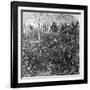 A Coffee Plantation, Jamaica, C1900s-CH Graves-Framed Photographic Print