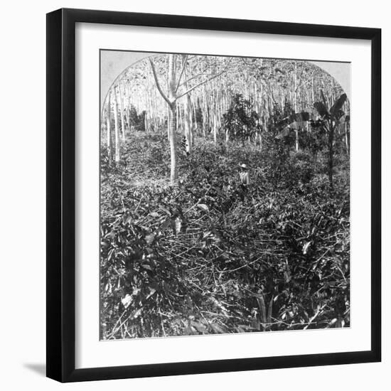 A Coffee Plantation, Jamaica, C1900s-CH Graves-Framed Photographic Print