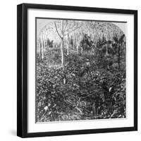 A Coffee Plantation, Jamaica, C1900s-CH Graves-Framed Photographic Print