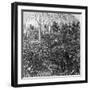 A Coffee Plantation, Jamaica, C1900s-CH Graves-Framed Photographic Print