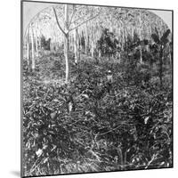 A Coffee Plantation, Jamaica, C1900s-CH Graves-Mounted Photographic Print