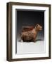 A Colima Dog, Protoclassic, Circa 100 B.C., A.D. 250-null-Framed Giclee Print