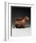 A Colima Dog, Protoclassic, Circa 100 B.C., A.D. 250-null-Framed Giclee Print