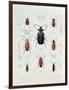 A Collection of Coleoptera Found in Chile-null-Framed Giclee Print