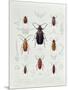 A Collection of Coleoptera Found in Chile-null-Mounted Giclee Print