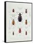 A Collection of Coleoptera Found in Chile-null-Framed Stretched Canvas