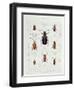 A Collection of Coleoptera Found in Chile-null-Framed Giclee Print