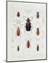 A Collection of Coleoptera Found in Chile-null-Mounted Giclee Print