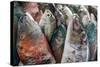 A Collection of Fish for Sale in Kudat Fish Market-James Morgan-Stretched Canvas