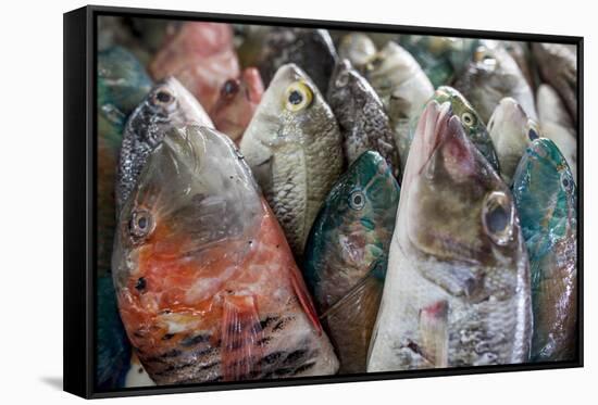 A Collection of Fish for Sale in Kudat Fish Market-James Morgan-Framed Stretched Canvas
