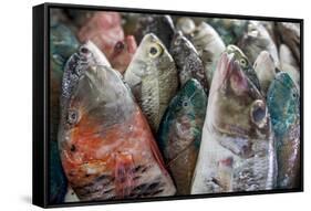 A Collection of Fish for Sale in Kudat Fish Market-James Morgan-Framed Stretched Canvas