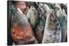A Collection of Fish for Sale in Kudat Fish Market-James Morgan-Stretched Canvas