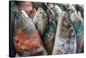 A Collection of Fish for Sale in Kudat Fish Market-James Morgan-Stretched Canvas