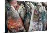 A Collection of Fish for Sale in Kudat Fish Market-James Morgan-Mounted Photographic Print