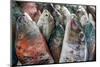A Collection of Fish for Sale in Kudat Fish Market-James Morgan-Mounted Photographic Print
