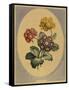 A Collection of Flowers Drawn after Nature and Disposed in an Ornamental and Picturesque Manner-John Edwards-Framed Stretched Canvas