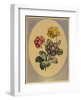 A Collection of Flowers Drawn after Nature and Disposed in an Ornamental and Picturesque Manner-John Edwards-Framed Giclee Print