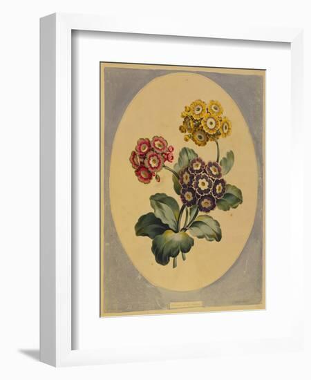 A Collection of Flowers Drawn after Nature and Disposed in an Ornamental and Picturesque Manner-John Edwards-Framed Giclee Print