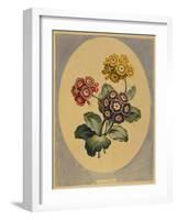 A Collection of Flowers Drawn after Nature and Disposed in an Ornamental and Picturesque Manner-John Edwards-Framed Giclee Print