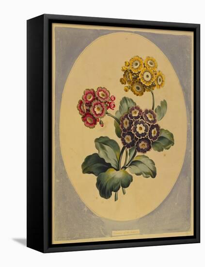 A Collection of Flowers Drawn after Nature and Disposed in an Ornamental and Picturesque Manner-John Edwards-Framed Stretched Canvas