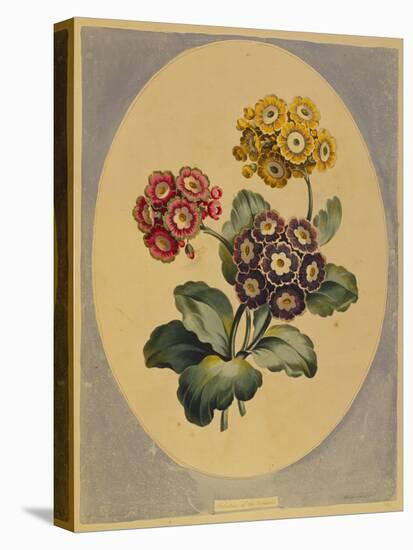 A Collection of Flowers Drawn after Nature and Disposed in an Ornamental and Picturesque Manner-John Edwards-Stretched Canvas