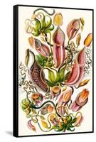 A Collection of Nepenthaceae from 'Kunstformen Der Natur', 1899-Ernst Haeckel-Framed Stretched Canvas