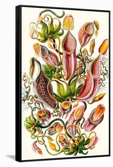 A Collection of Nepenthaceae from 'Kunstformen Der Natur', 1899-Ernst Haeckel-Framed Stretched Canvas