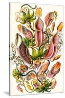 A Collection of Nepenthaceae from 'Kunstformen Der Natur', 1899-Ernst Haeckel-Stretched Canvas