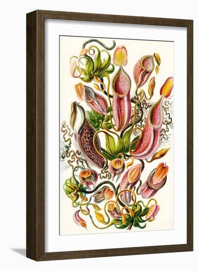 A Collection of Nepenthaceae from 'Kunstformen Der Natur', 1899-Ernst Haeckel-Framed Giclee Print