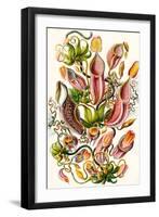 A Collection of Nepenthaceae from 'Kunstformen Der Natur', 1899-Ernst Haeckel-Framed Giclee Print