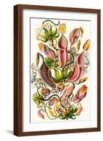 A Collection of Nepenthaceae from 'Kunstformen Der Natur', 1899-Ernst Haeckel-Framed Giclee Print