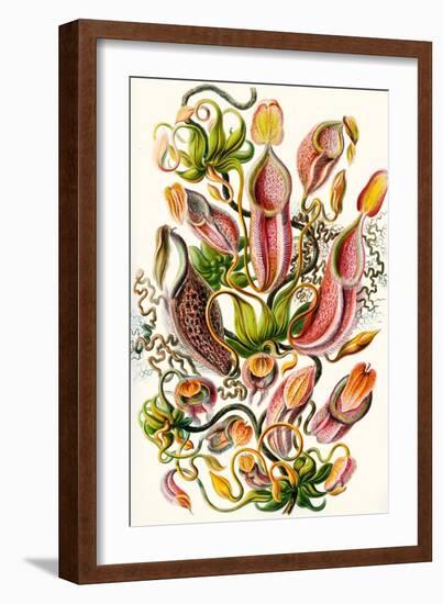 A Collection of Nepenthaceae from 'Kunstformen Der Natur', 1899-Ernst Haeckel-Framed Giclee Print