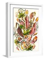 A Collection of Nepenthaceae from 'Kunstformen Der Natur', 1899-Ernst Haeckel-Framed Giclee Print